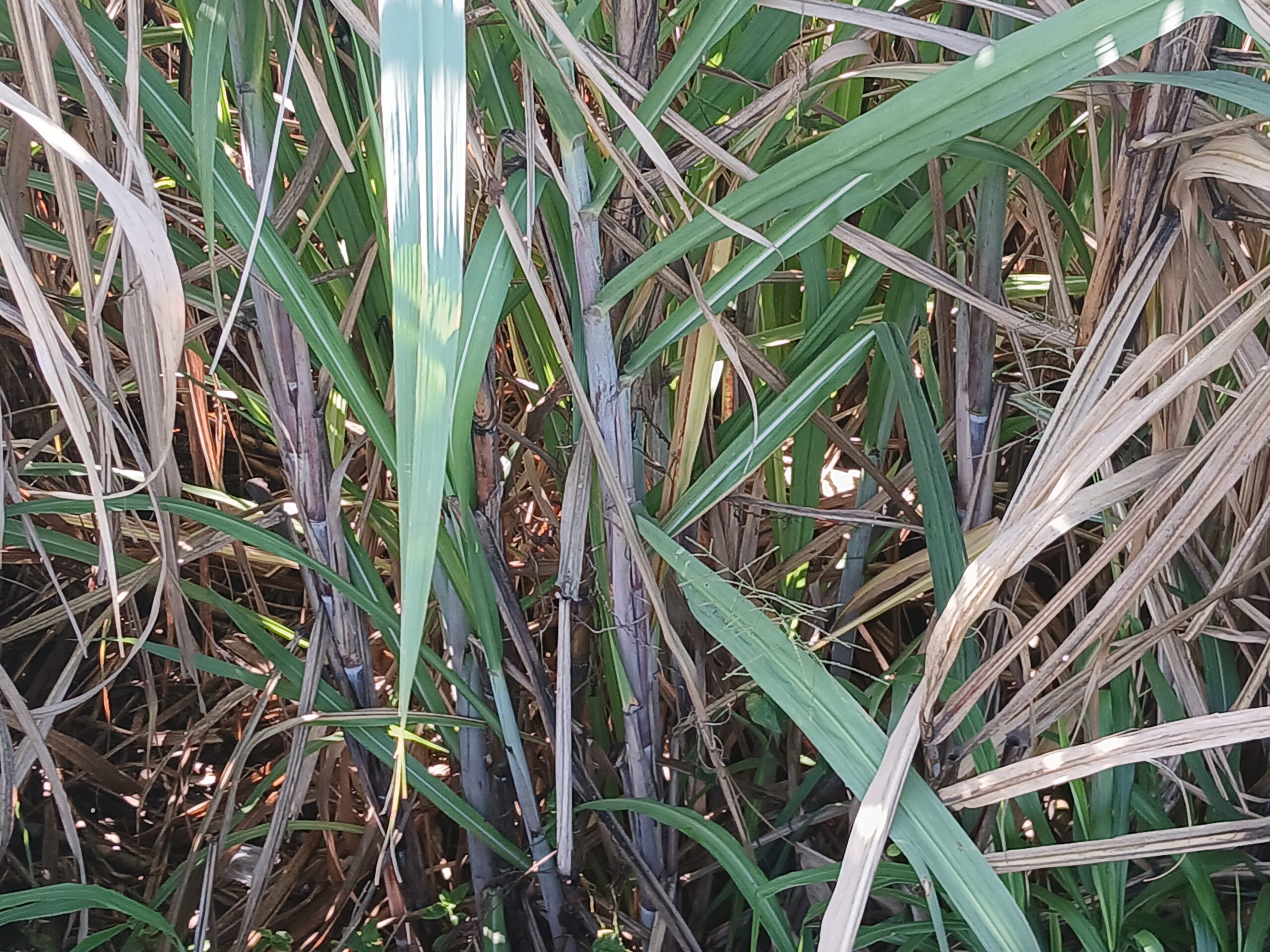 菲律宾尼格罗斯岛和西米沙鄢地区的甘蔗害虫应急响应，SRA寻求1000万比索资金支持