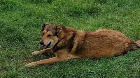 RSPCA警告：进口犬只对英国构成风险